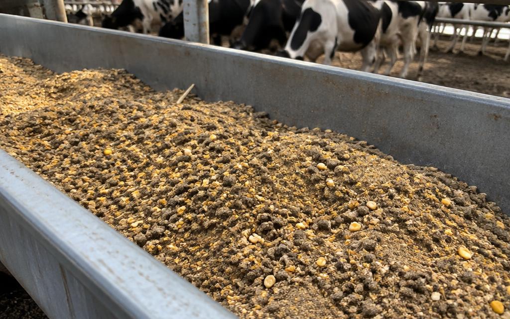 Corn & Mix Feed Items